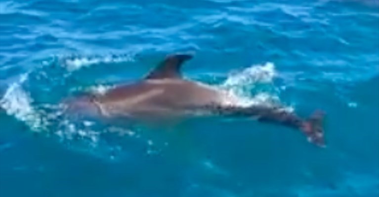 La danza dei delfini nelle acque tra Giovinazzo e Molfetta