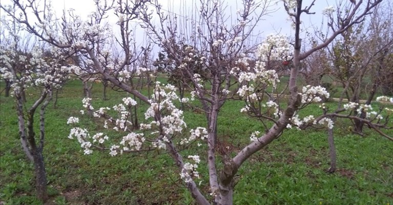 Clima, Coldiretti: «Primavera natalizia, quarto autunno più caldo dal 1800»