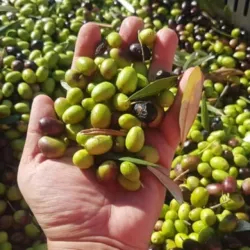 Olivicoltura e comparto oleario: la delusione è profonda, la preoccupazione è enorme